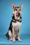 Beautiful german shepherd dog on blue background. Studio shot. Grey and brown colored