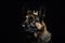 Beautiful German Shepherd Dog In Gold Crown On Matte Black Background. Generative AI