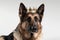 Beautiful German Shepherd Dog In Gold Crown On White Background. Generative AI