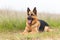 Beautiful German Shepherd dog lies on the grass. Purebreed animal. Home pet. Happy face with tongue out. Human best friend and