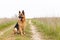 Beautiful German Shepherd dog sitting, country road. Purebreed animal. Home pet. Happy face with tongue out. Human best friend and