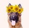Beautiful German Shepherd dog wearing a floral crown of bright yellow sunflowers against a white background. Animal portrait