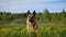 Beautiful German Shepherd sits and poses in rapeseed field in spring and smiles.