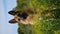 Beautiful German Shepherd sits and poses in rapeseed field in spring and smiles.