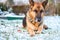 Beautiful German shepherd sitting on white plain snow on a cold winter day.