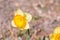 Beautiful (geum aleppicum jacq) yellow flower