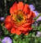 Beautiful Geum blossom, orange/red.