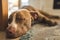 Beautiful gg lying on wooden floor indoors, brown amstaff terrier resting