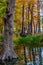 Beautiful Giant Cypress Trees Covered with Fall Foliage in Texas.