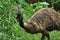 Beautiful and giant Emu bird is seen in a grassy field in search of food