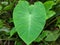 beautiful giant green taro leaves, Colocasia esculenta plant leaves, Green giant leaves.