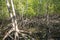 Beautiful giant root in green mangrove forest. Mangroves are group of trees and shrubs that live in coastal intertidal zone.