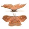 Beautiful giant silk moth butterfly