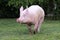 Beautiful giant sow runs across on pasture