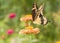 Beautiful Giant Swallowtail butterfly in garden