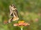 Beautiful Giant Swallowtail butterfly on a Zinnia flower