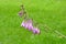 Beautiful Giant Wet Bellflower Plant or Campanula on the Grassland Background