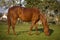 Beautiful gidran breed mare grazing in summer pasture