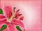 Beautiful gift card with pink lily