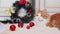 Beautiful ginger cat among Christmas decor. Cat in a New Year\\\'s interior