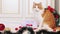 Beautiful ginger cat among Christmas decor. Cat in a New Year\\\'s interior