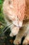 Beautiful ginger cat licks his paw on the green grass