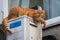 A beautiful ginger cat lies on the air conditioner casing on the third floor and carefully examines the passers-by. Pet.