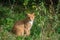 Beautiful ginger cat with long whiskers. Green nature background