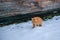 Beautiful ginger cat walking down the snowy street in winter. Selective focus