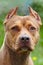 Beautiful ginger dog of american pitbull terrier breed, close-up portrait of red female with old-fashioned ear cut.