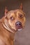 Beautiful ginger dog of American PitBull terrier breed, red female with melancholy look, old school ear cut. Close up portrait of