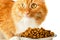 Beautiful ginger feline cat eating