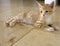 Beautiful ginger kitten, with sparkling eyes, stretched out and almost blending into travertine floor