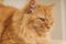 Beautiful ginger long hair cat with angry face sitting on table at home