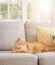 Beautiful ginger long hair cat lying on the sofa on a sunny day at home