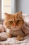 Beautiful ginger long-haired cat groomed with haircut under a soft pink blanket.