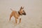 A beautiful ginger puppy of a miniature bull terrier stands in the middle of a sandy beach in the summer. Dog and nature