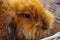 Beautiful ginger rabbit close-up in a basket