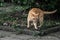 A beautiful ginger street cat prepares to jump. animal going hunting