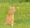 Beautiful ginger tabby cat swatting at the air