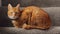 A beautiful ginger tabby tom cat sat on the staircase