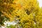 Beautiful Ginkgo biloba yellow leaves.