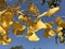 Beautiful ginkgo leaves, golden yellow intoxicating