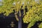Beautiful ginkgo tree turning into yellow