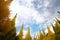 Beautiful Ginkgo trees against the blue sky in autumn at Meiji Jingu Gaien Park ,Tokyo - Japan