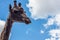 Beautiful giraffe on a background of blue sky