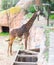 Beautiful giraffe feeding at a tall food trough