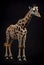 Beautiful giraffe full body on a black background. Generated AI