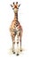 Beautiful giraffe, isolated on white background. Digital watercolour illustration.