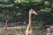 Beautiful Giraffe living at the zoo